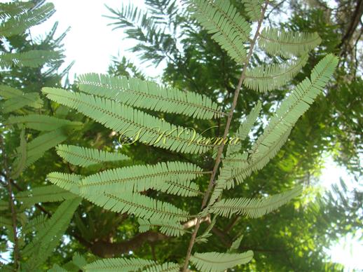  Short shoot bearing leafy shoots